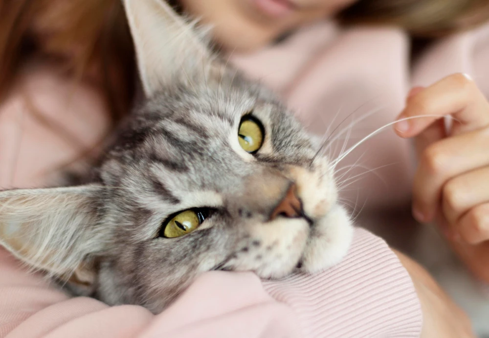 camera to watch pets while away