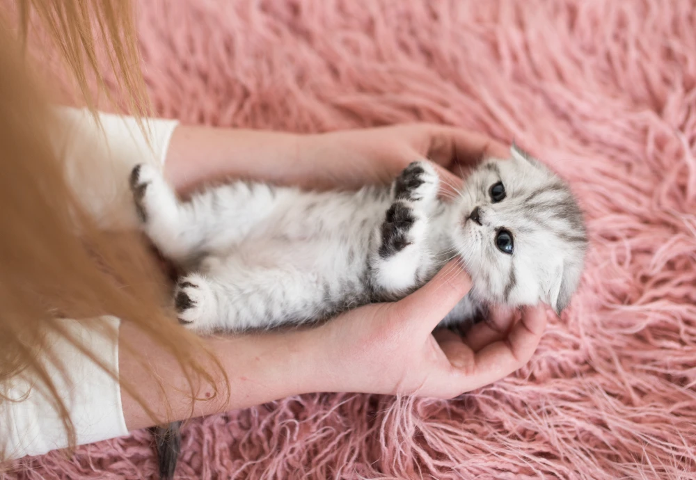 camera to watch pets while away